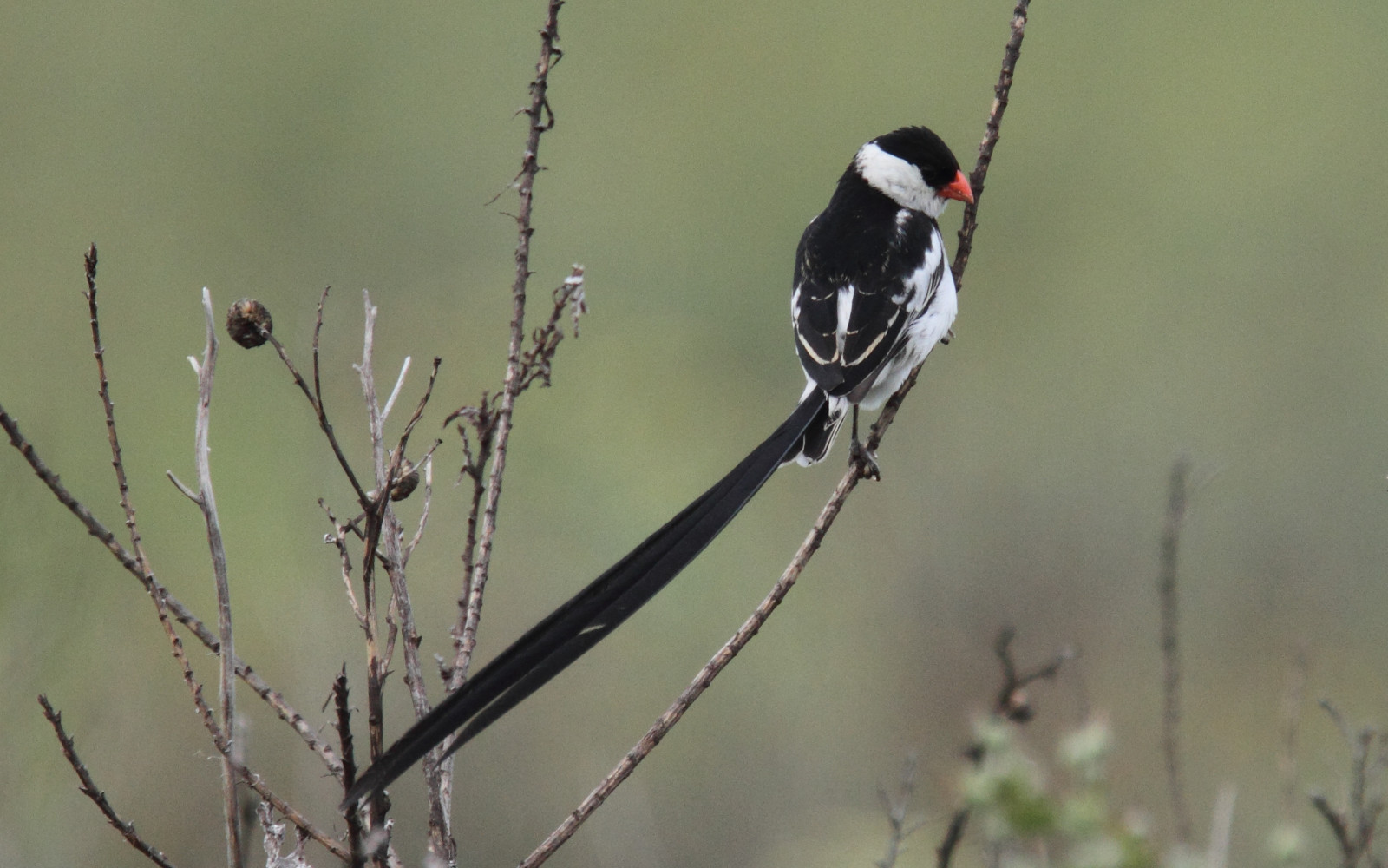 image Pin-tailed Whydah